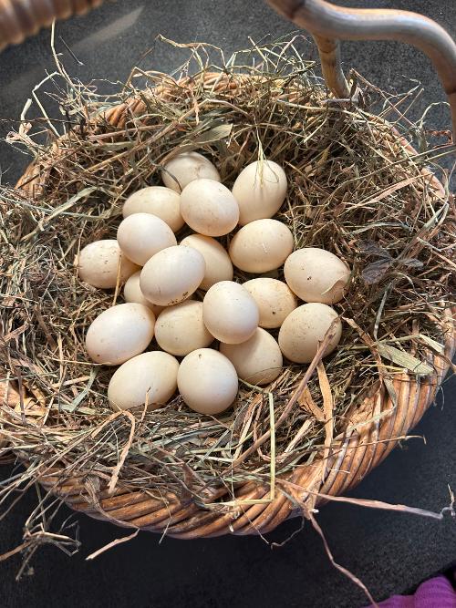 Basket of duck eggs 1