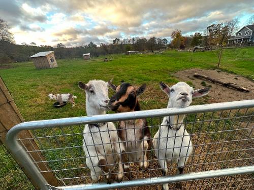Boo, Tiny Tim and Boots at the gate
