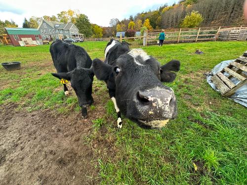 Cows Sedona and Harry