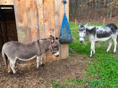 Donkeys Thistle and Mary 2