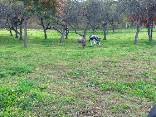 Donkeys in orchard