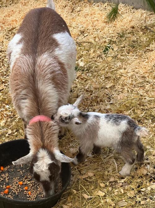 Izzy with newborn Tulip