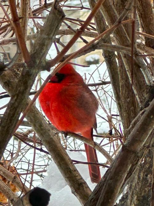 Our resident Cardinal