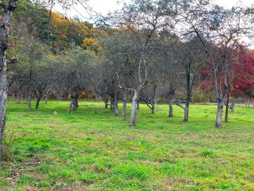 View of the orchard